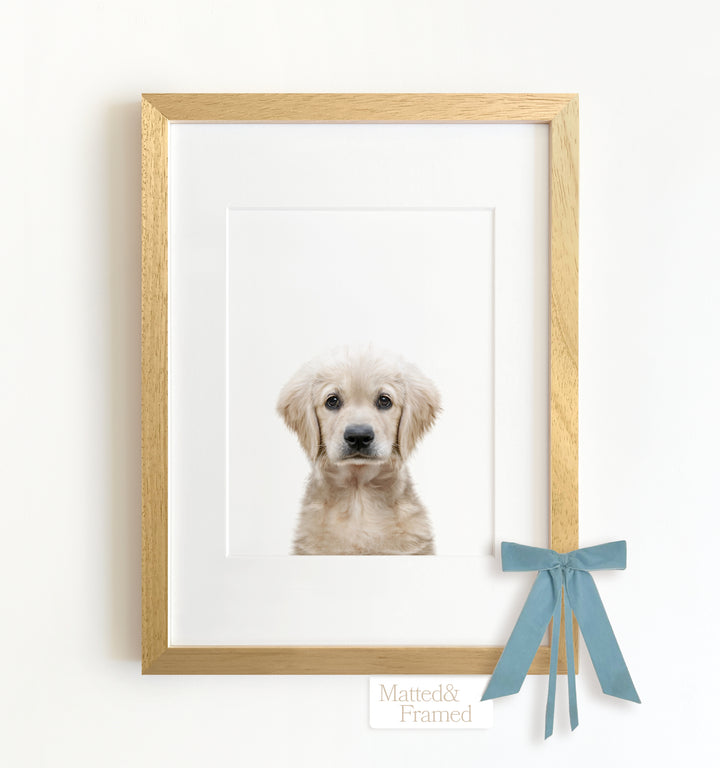 Baby Puppy Golden Retriever Portrait Framed Art