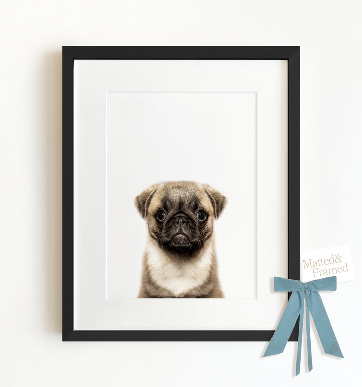 Baby Pug Puppy Framed Art