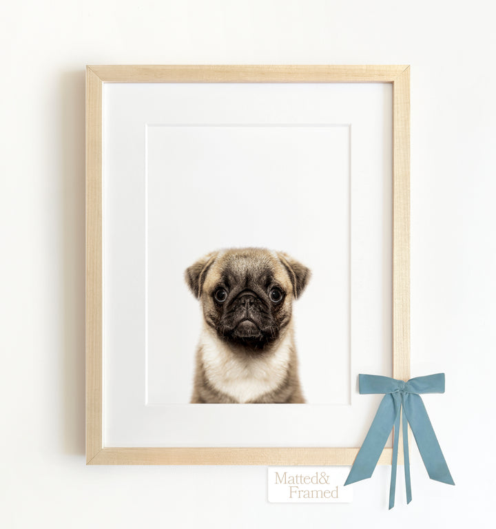 Baby Pug Puppy Framed Art