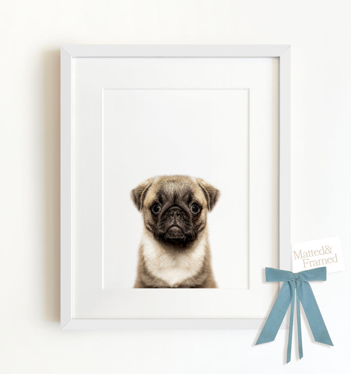 Baby Pug Puppy Framed Art