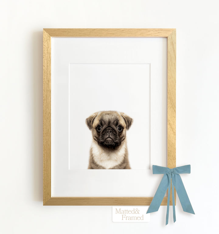 Baby Pug Puppy Framed Art