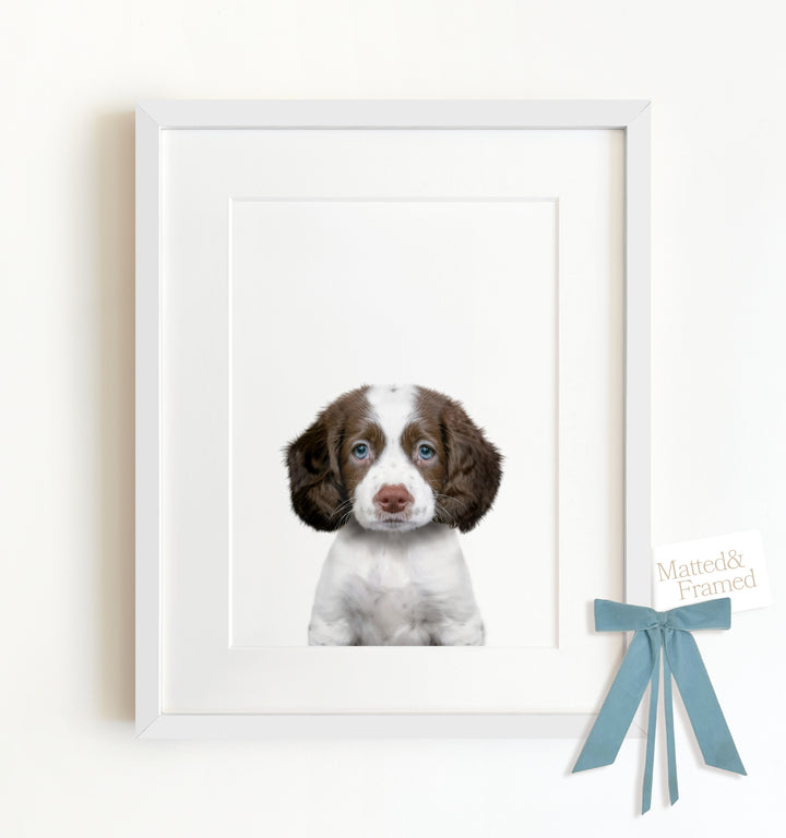 Baby Puppy Springer Spaniel Portrait Framed Art