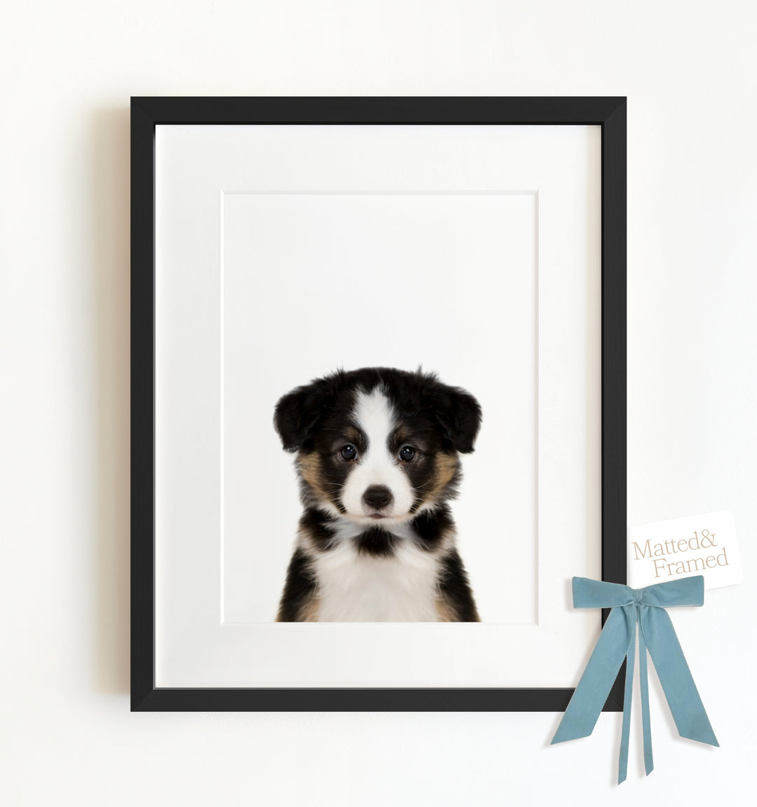 Baby Australian Shepherd Puppy Framed Art