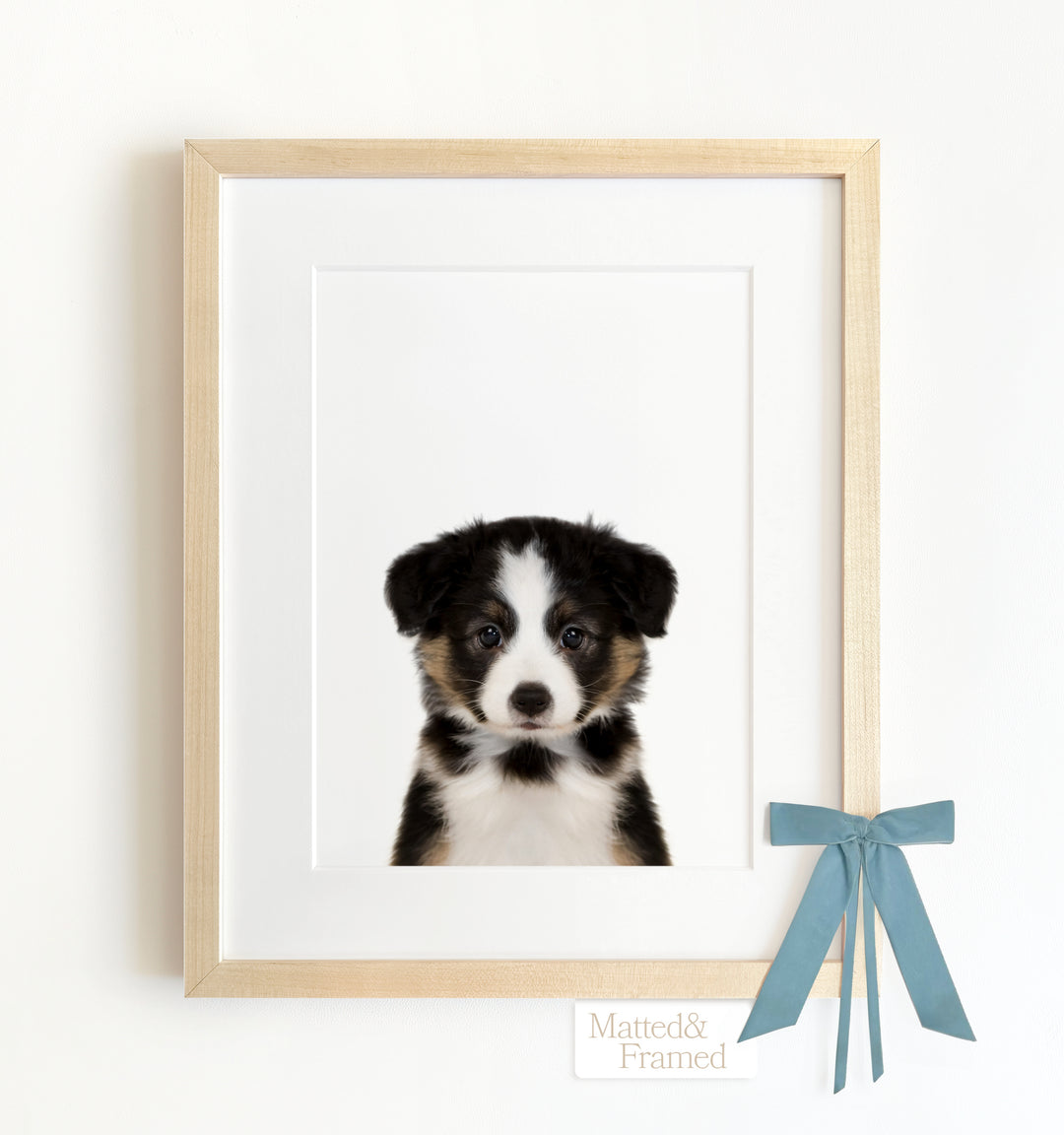 Baby Australian Shepherd Puppy Framed Art