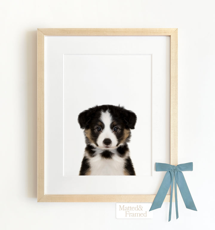 Baby Australian Shepherd Puppy Framed Art