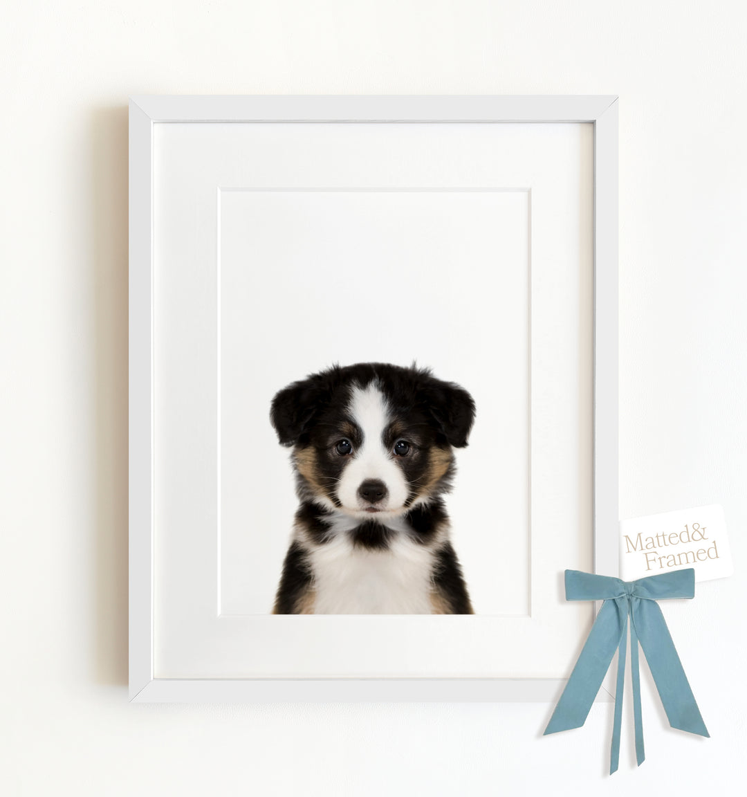 Baby Australian Shepherd Puppy Framed Art