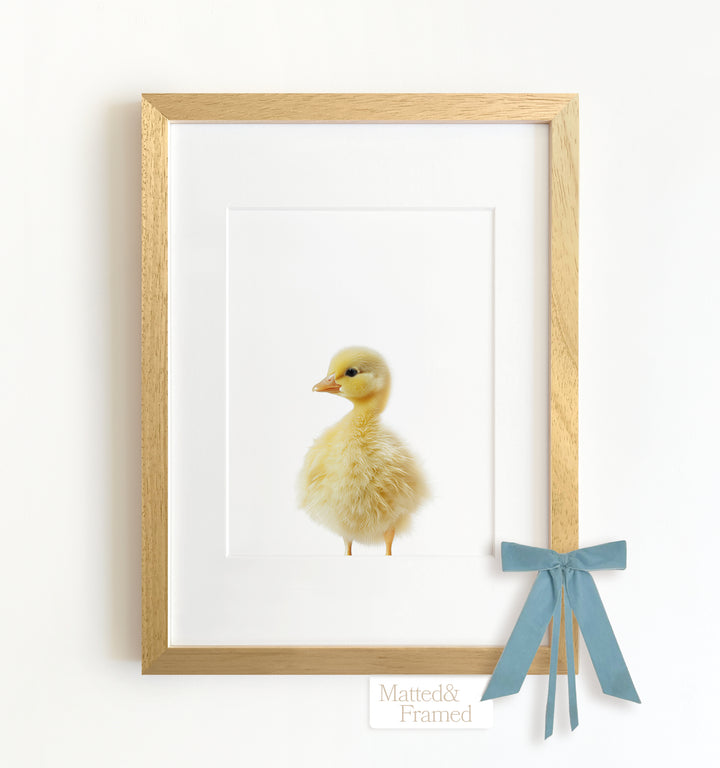 Baby Duckling Framed Art