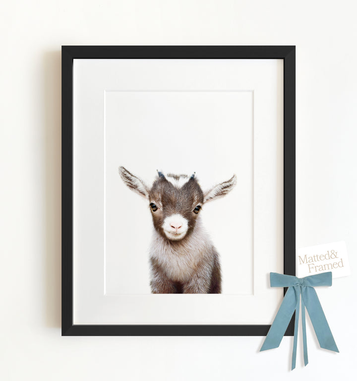 Baby Goat Framed Art