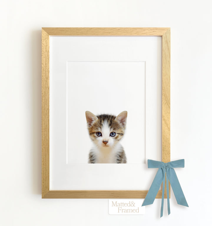 Baby Kitten Framed Art