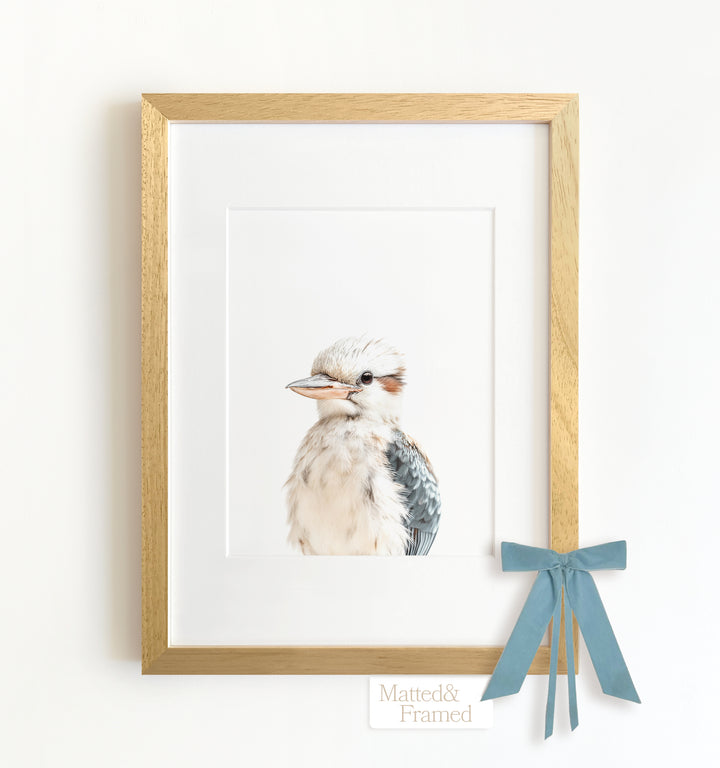 Baby Kookaburra Framed Art