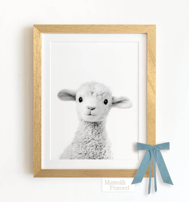 Baby Lamb Framed Art