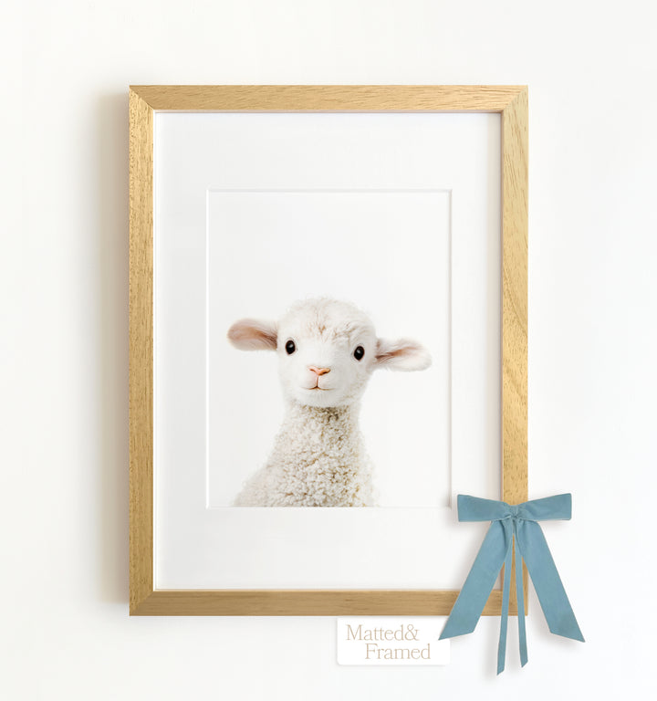 Baby Lamb Framed Art