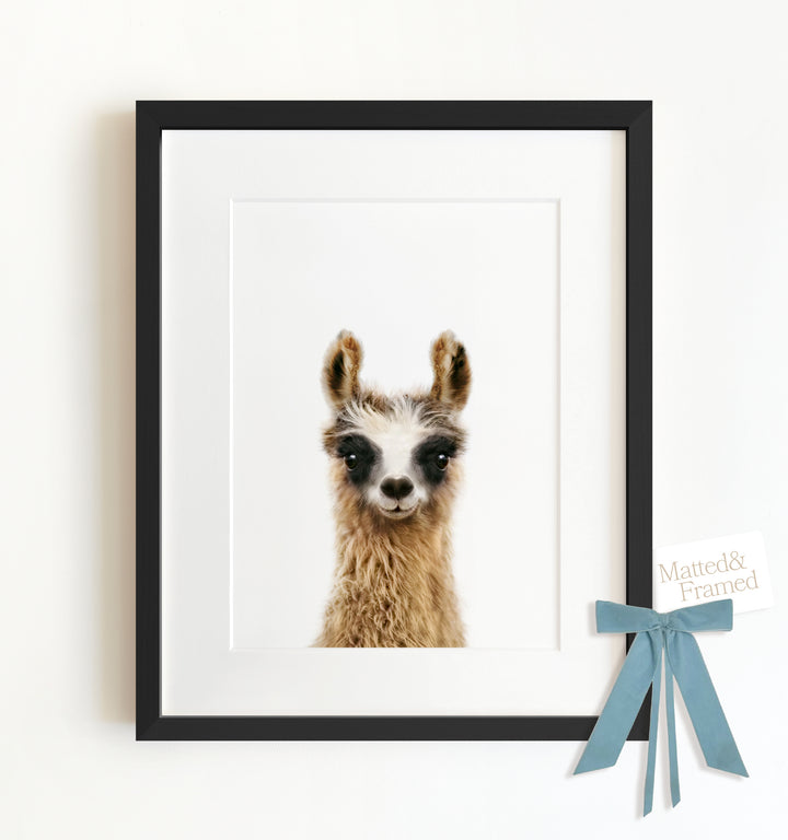 Baby Llama Framed Art