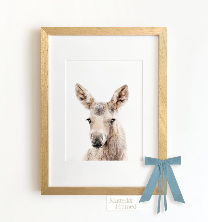 Baby Moose Framed Art