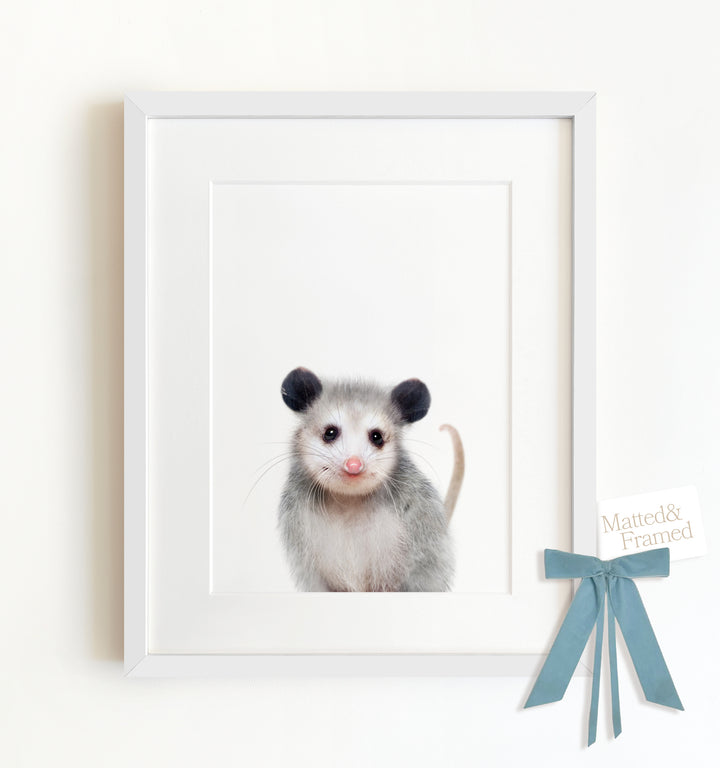 Baby Opossum Framed Art