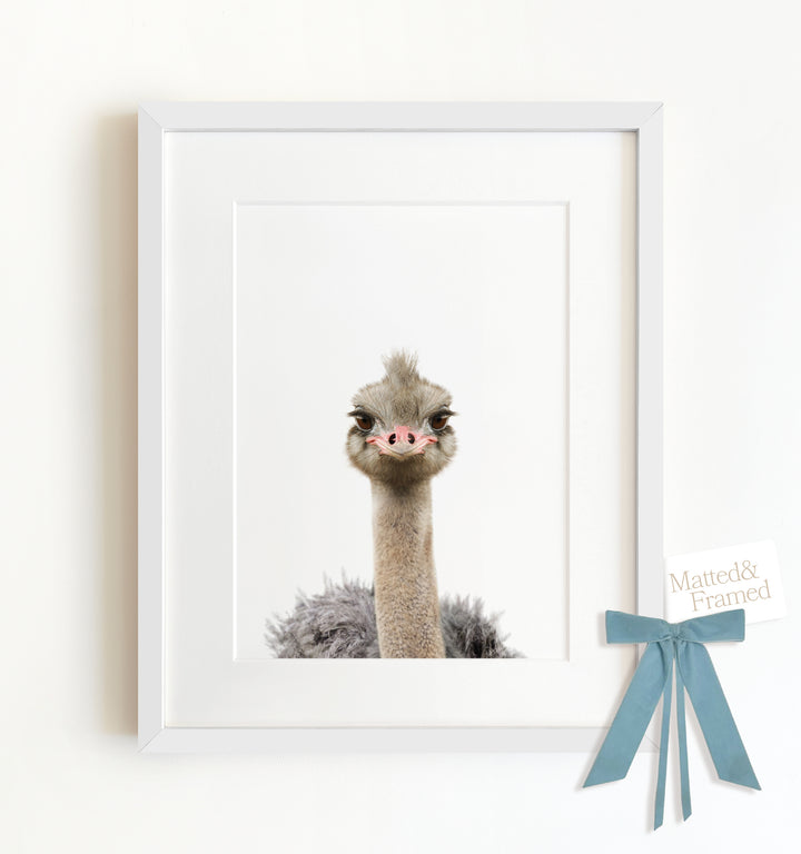 Baby Ostrich Framed Art