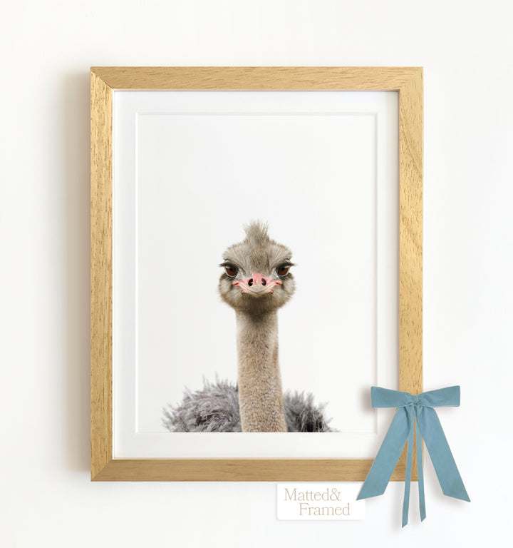 Baby Ostrich Framed Art