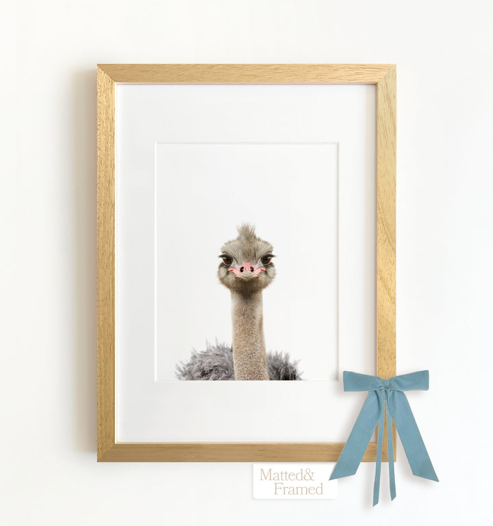 Baby Ostrich Framed Art