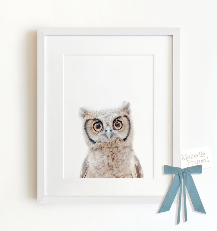 Baby Owl Framed Art