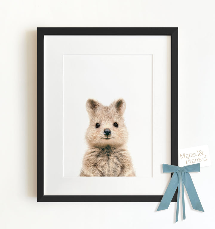 Baby Quokka Framed Art