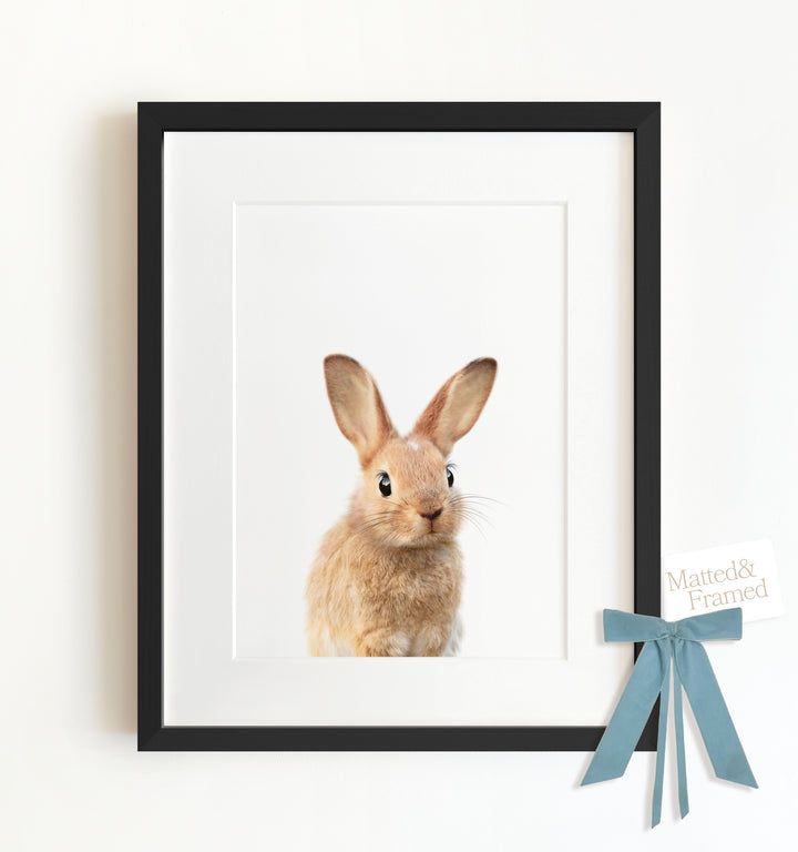 Baby Rabbit No. 2 Framed Art