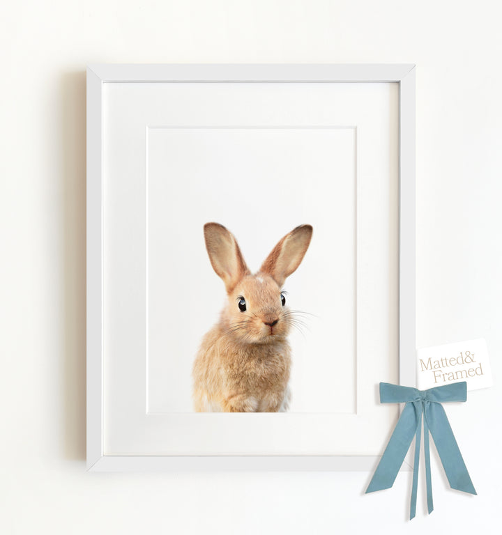 Baby Rabbit No. 2 Framed Art