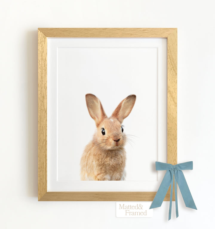 Baby Rabbit No. 2 Framed Art