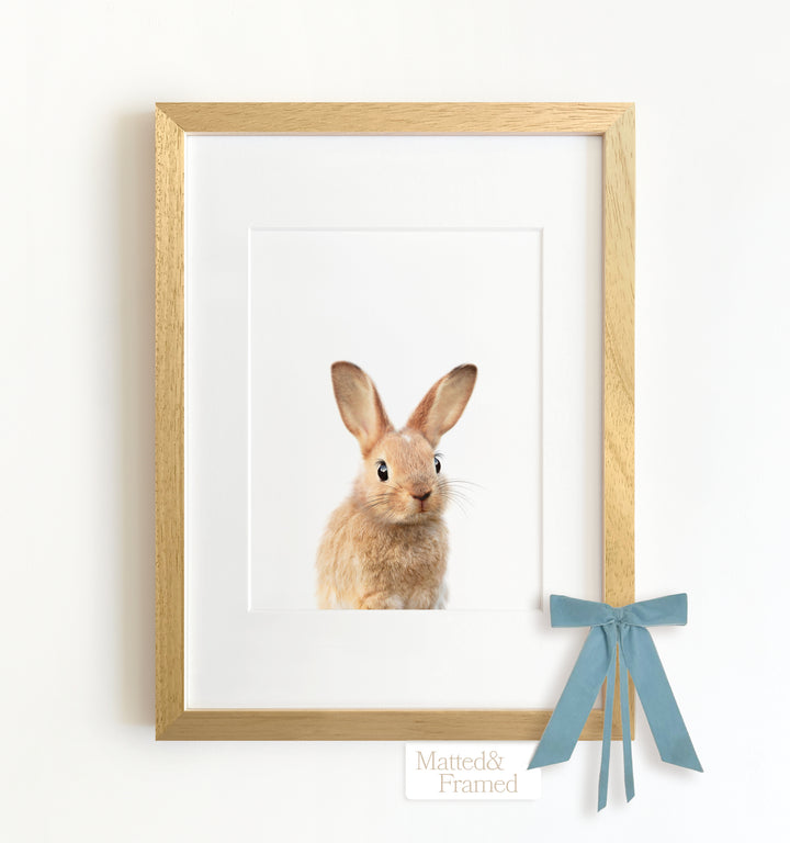 Baby Rabbit No. 2 Framed Art