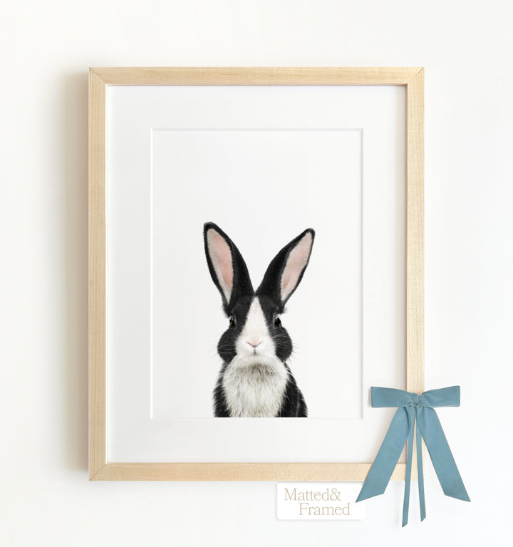 Baby Dutch Rabbit Framed Art