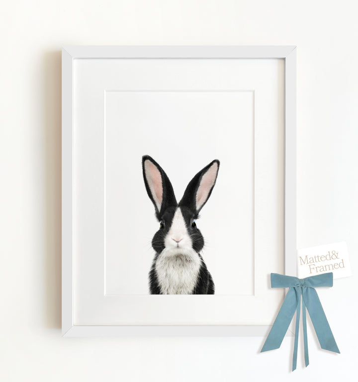 Baby Dutch Rabbit Framed Art