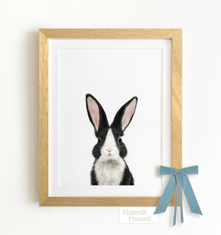 Baby Dutch Rabbit Framed Art