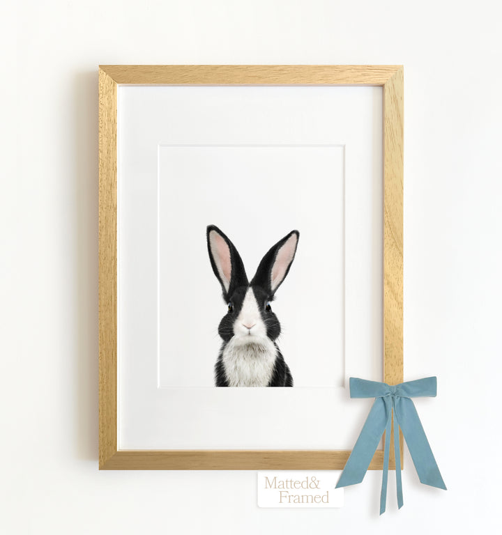 Baby Dutch Rabbit Framed Art