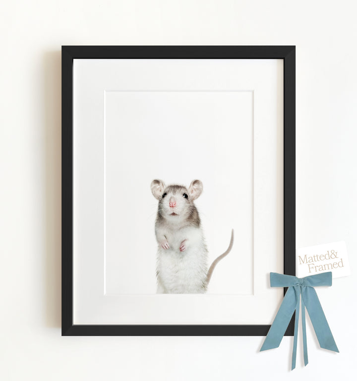 Baby Rat Framed Art