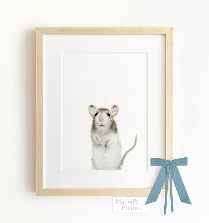 Baby Rat Framed Art