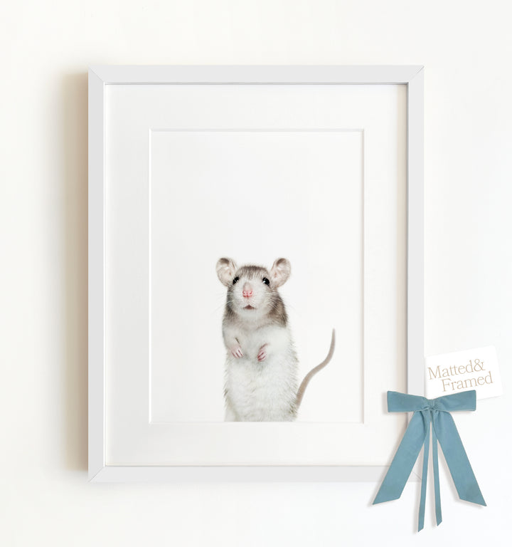 Baby Rat Framed Art