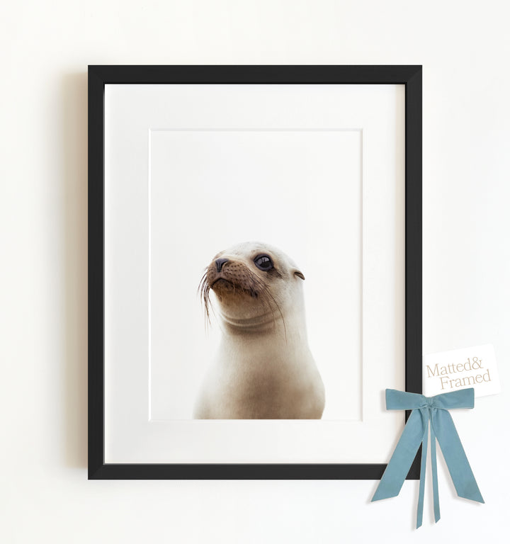 Baby Sea Lion Framed Art