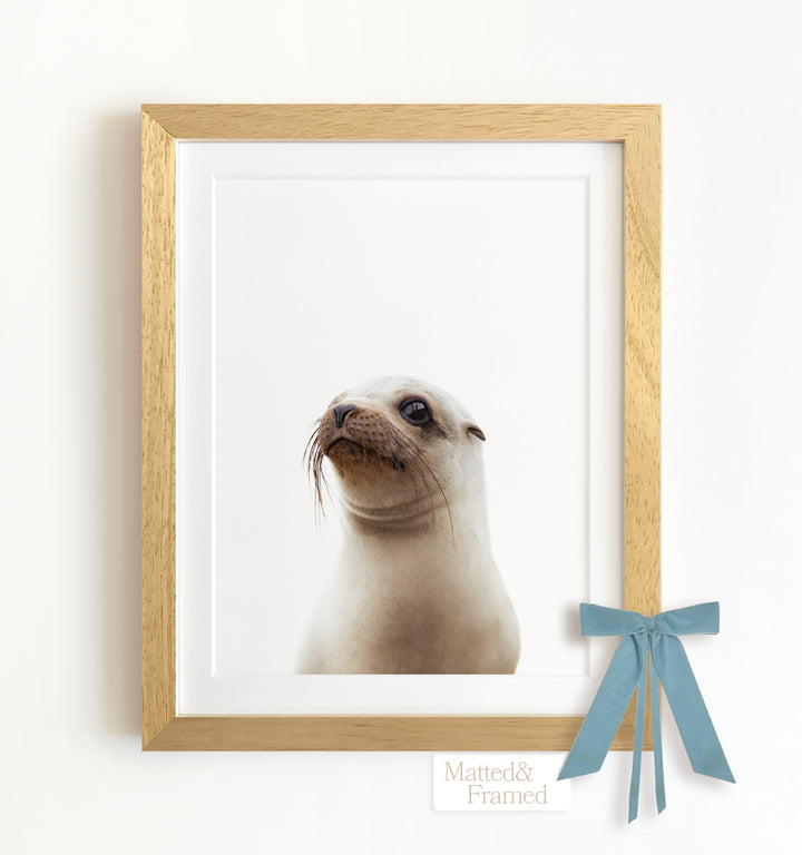 Baby Sea Lion Framed Art