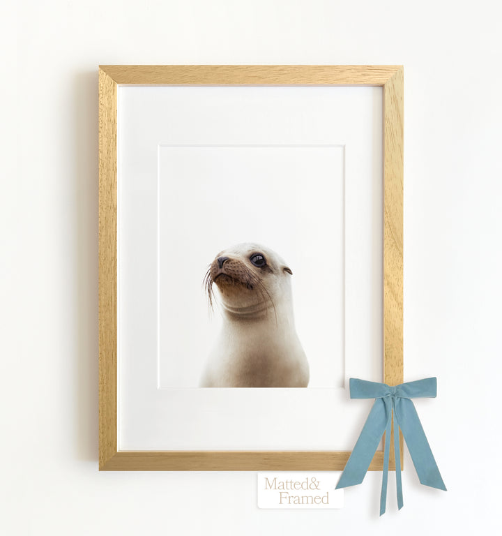 Baby Sea Lion Framed Art