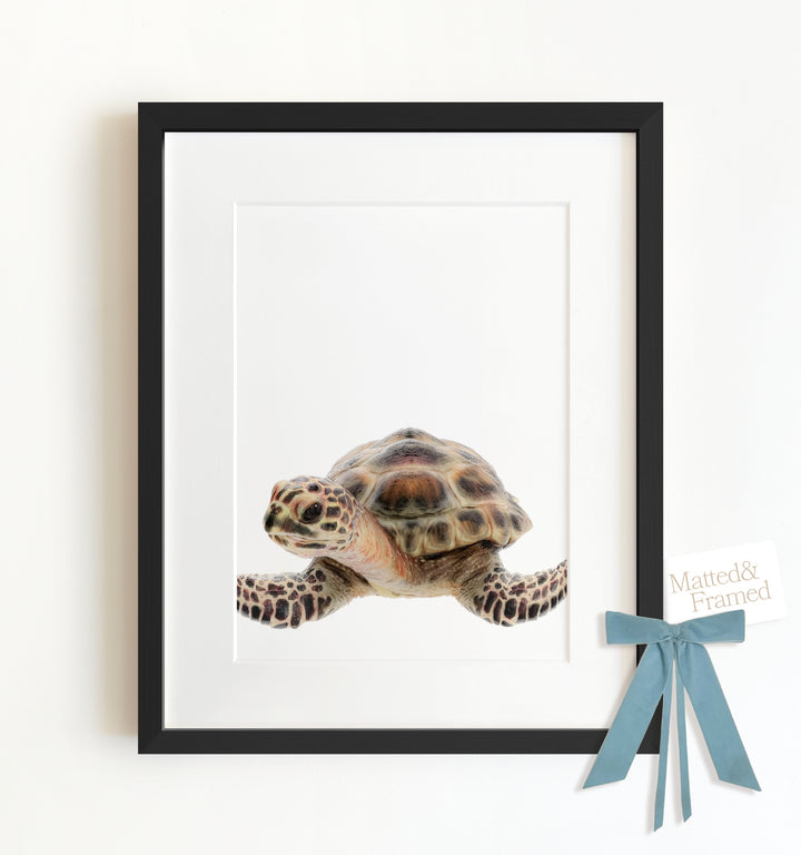 Baby Sea Turtle Framed Art