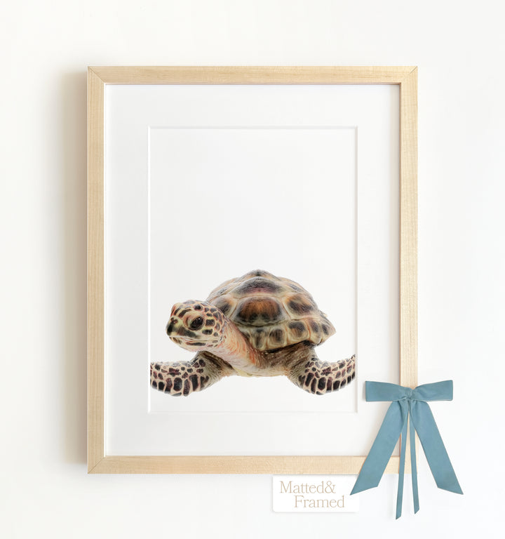 Baby Sea Turtle Framed Art