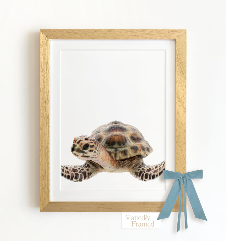 Baby Sea Turtle Framed Art