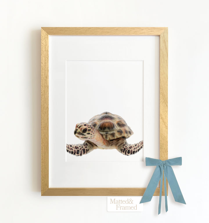 Baby Sea Turtle Framed Art