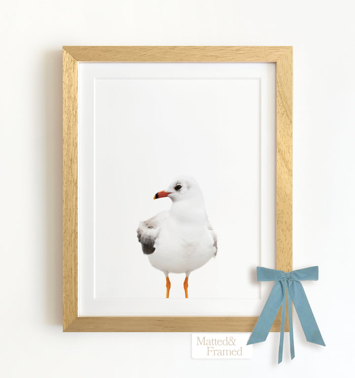 Baby Seagull Framed Art