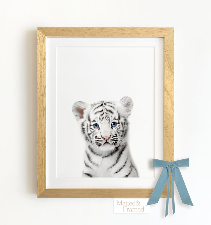 Baby White Tiger Framed Art