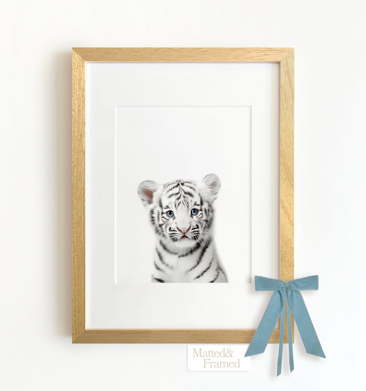 Baby White Tiger Framed Art