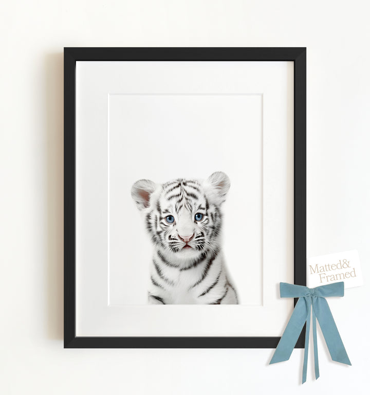 Baby White Tiger Framed Art