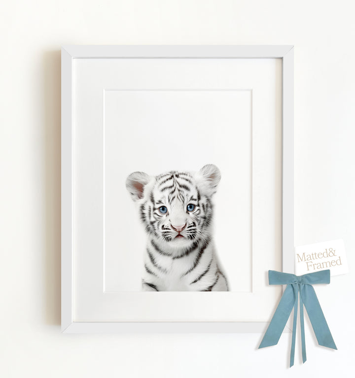 Baby White Tiger Framed Art