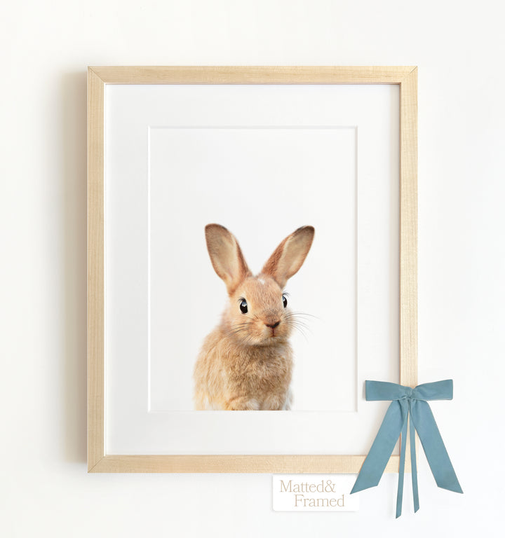 Baby Rabbit No. 2 Framed Art