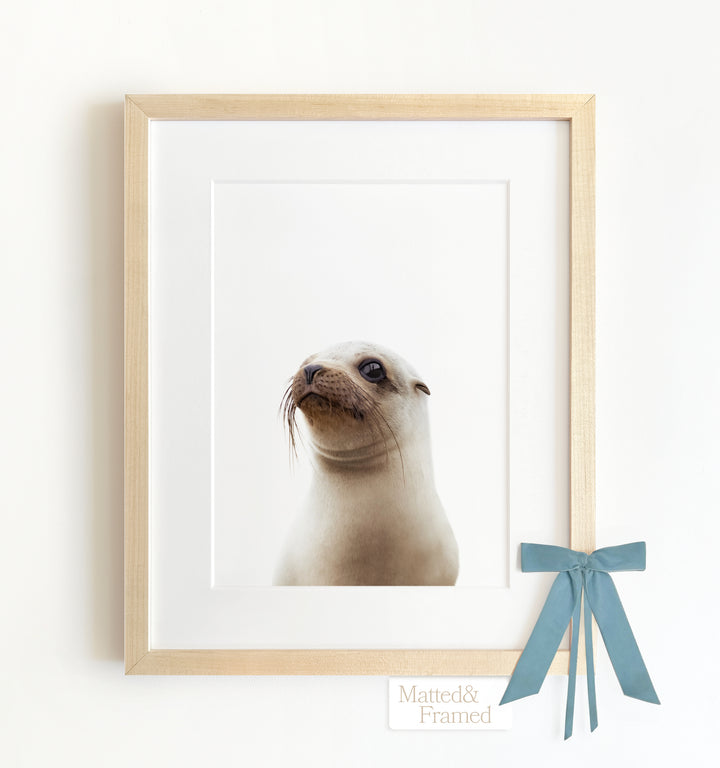 Baby Sea Lion Framed Art