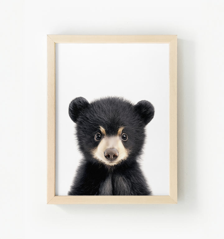 Baby Black Bear Framed Canvas